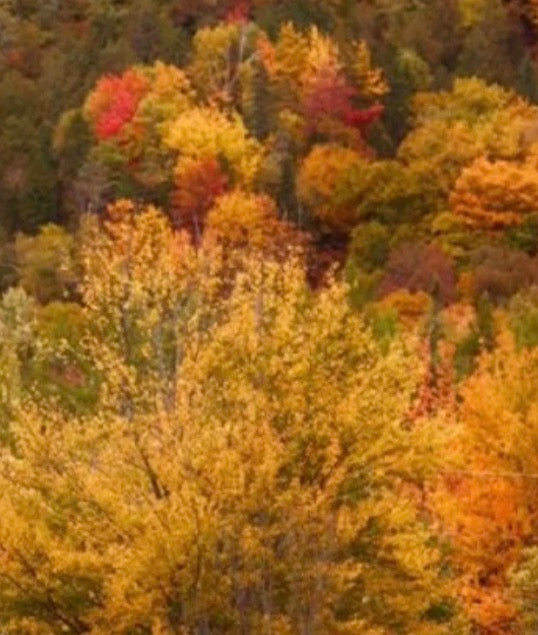 FESTIVE FALL SPRAY
